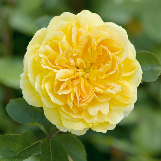 Rosa 'Molineux®' (Ausmol) English Shrub Rose Bred By David Austin