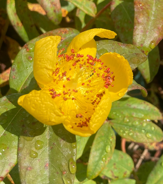 Hypericum 'Rose of Sharon'
