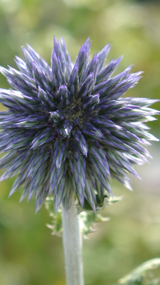ECHINOPS BANN.
'BLUE GLOBE'