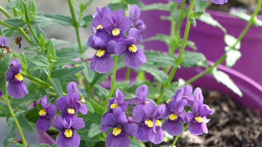 NEMESIA KAROO®
'DARK BLUE'