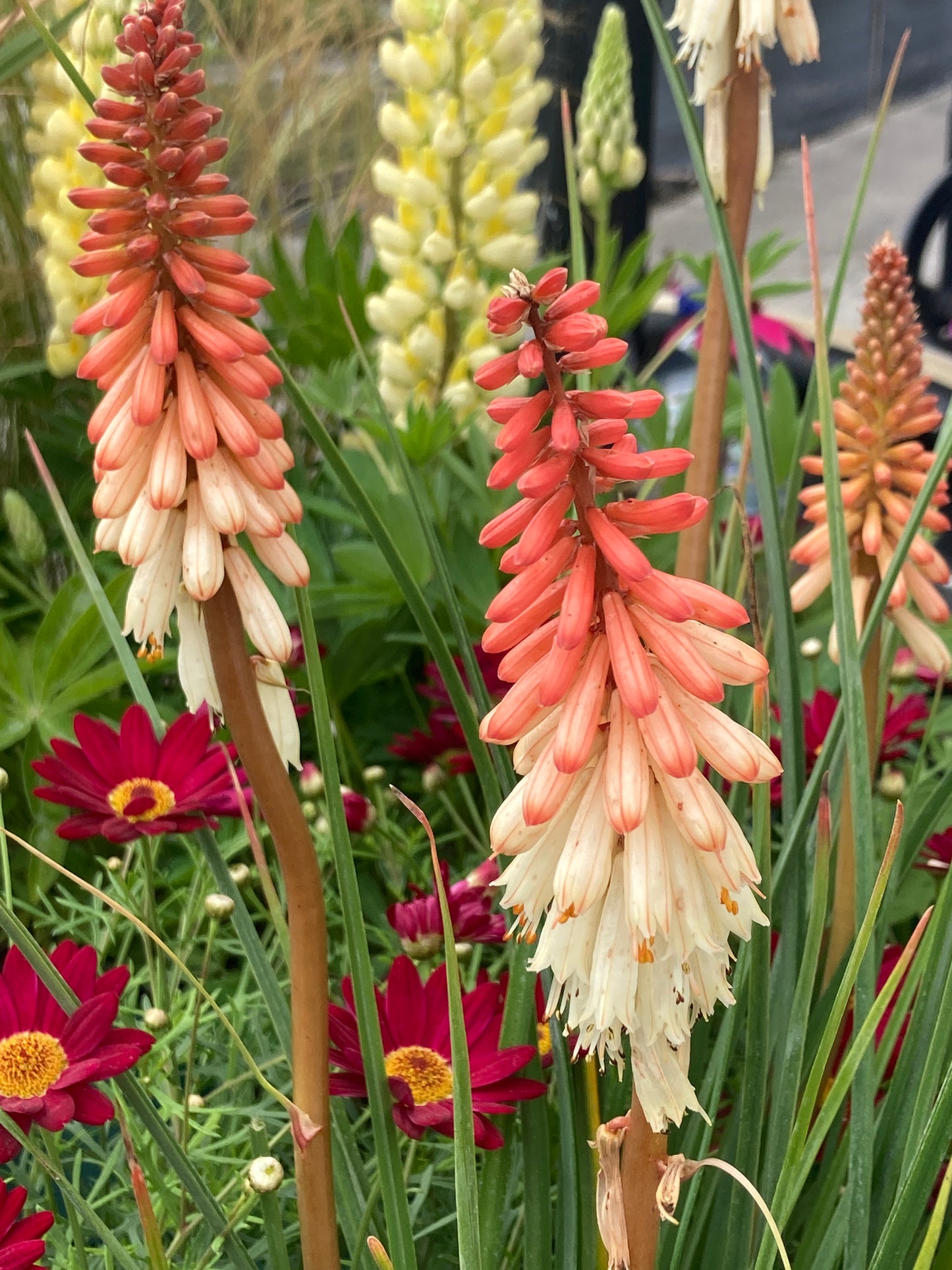 Kniphofia ‘Orange Vanilla
Popsicle®’