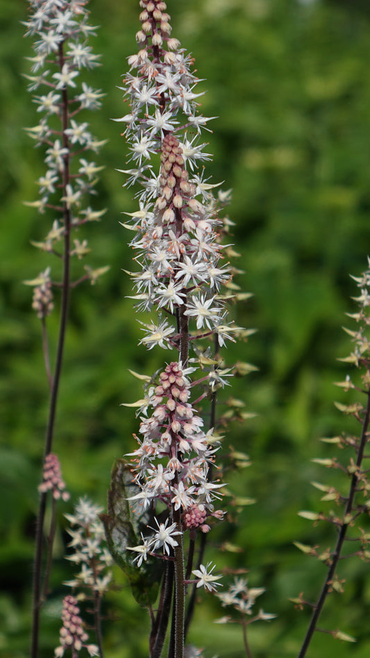 TIARELLA 'PINK SKYROCKET'