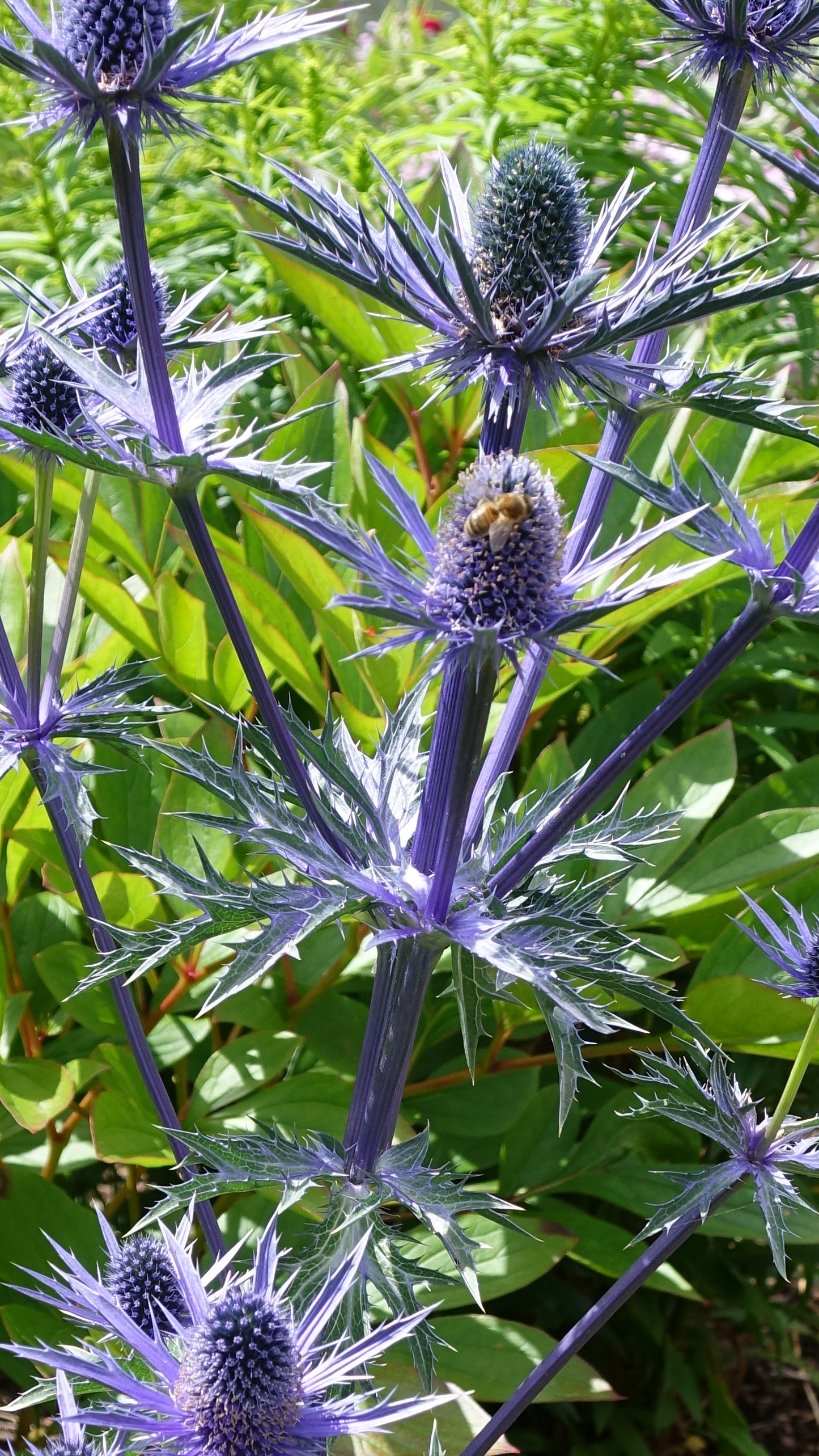 Eryngium ‘Big Blue’