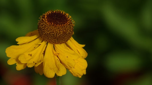 Helenium "The Bishop'