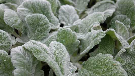 Salvia argentea Artemis