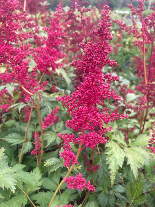 Astilbe 'Fanal'