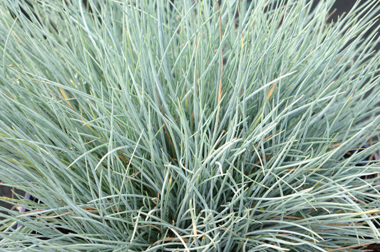 Festuca valesiaca 'Glaucantha'