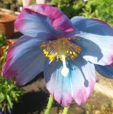Meconopsis grandis 'Lingholm'