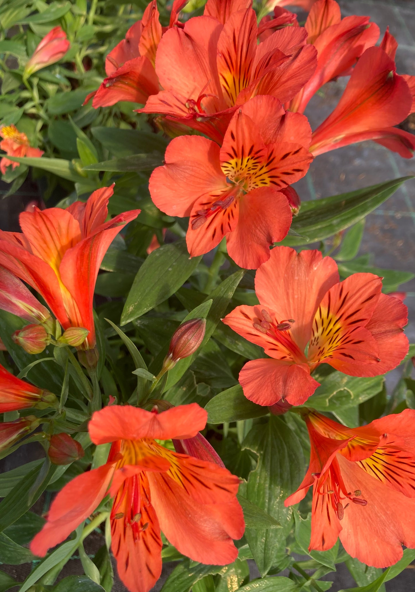 Alstromeria colorita ‘Eliane Orange’