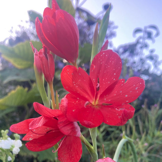 Schizostylis coccinea ‘Major’