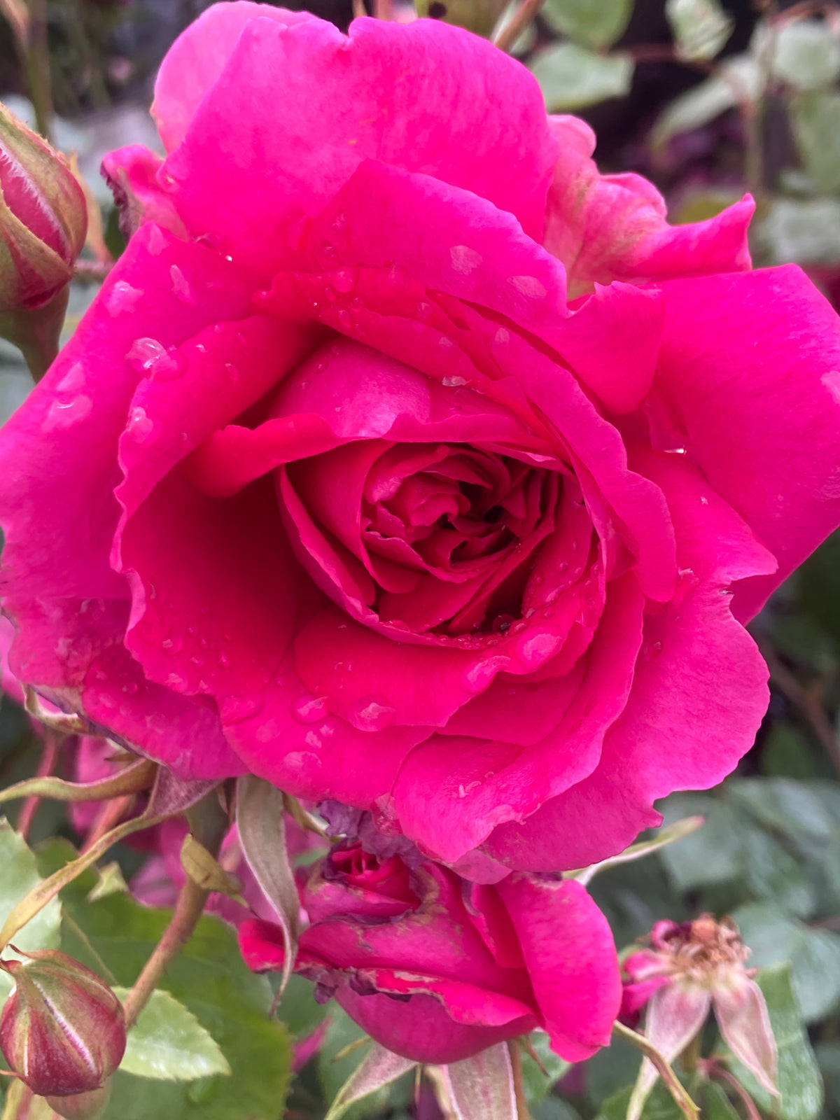 Rosa Pink Cloud Climbing Rose Pot Size 4.5L