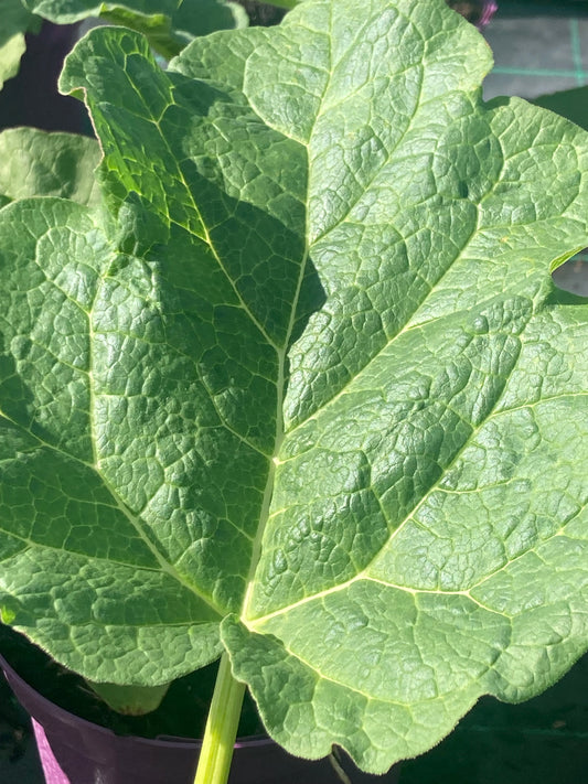 RHEUM PALM.
TANGUTICUM