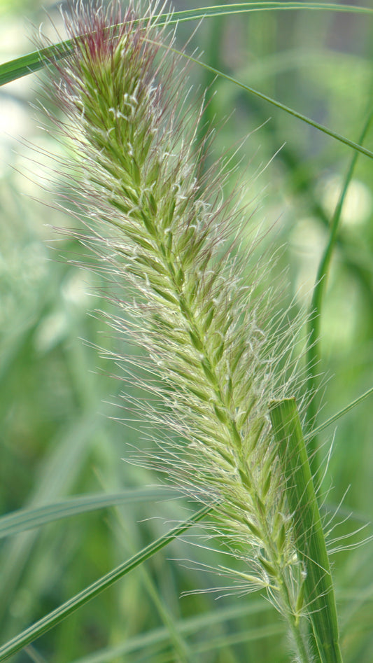 PENNISETUM
ALOP. 'HAMELN'