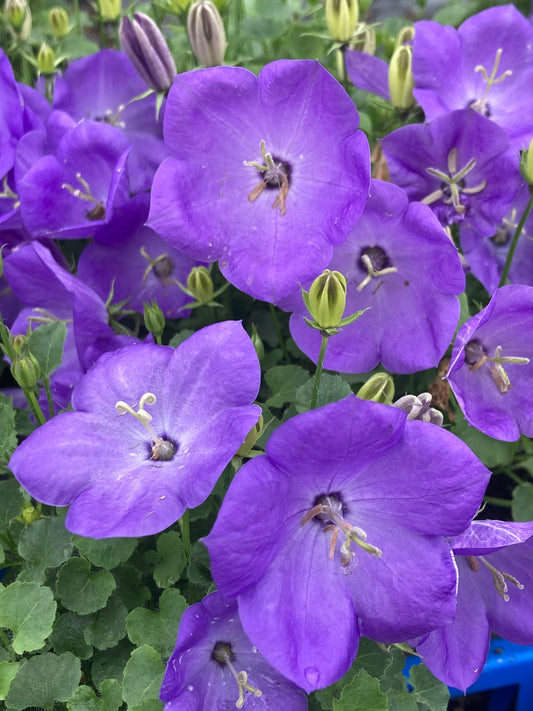 Campanula carp. 'Blue Clips'