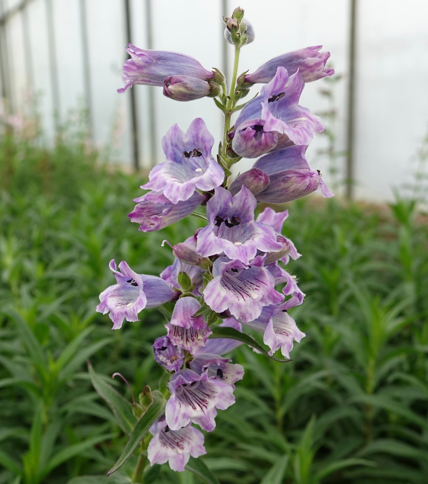 Penstemon 'Sour Grapes'