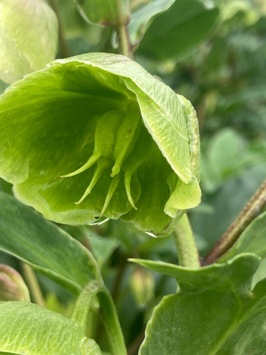 Helleborus
Winterbells ®