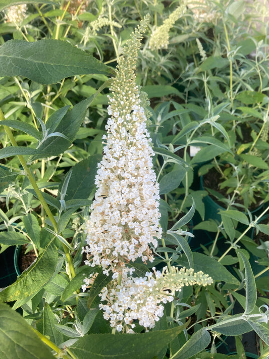 Buddleja Buzz ‘Ivory’