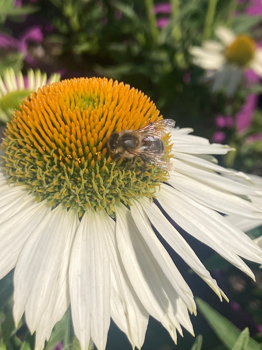 ECHINACEA "WHITE MEDITATION®
