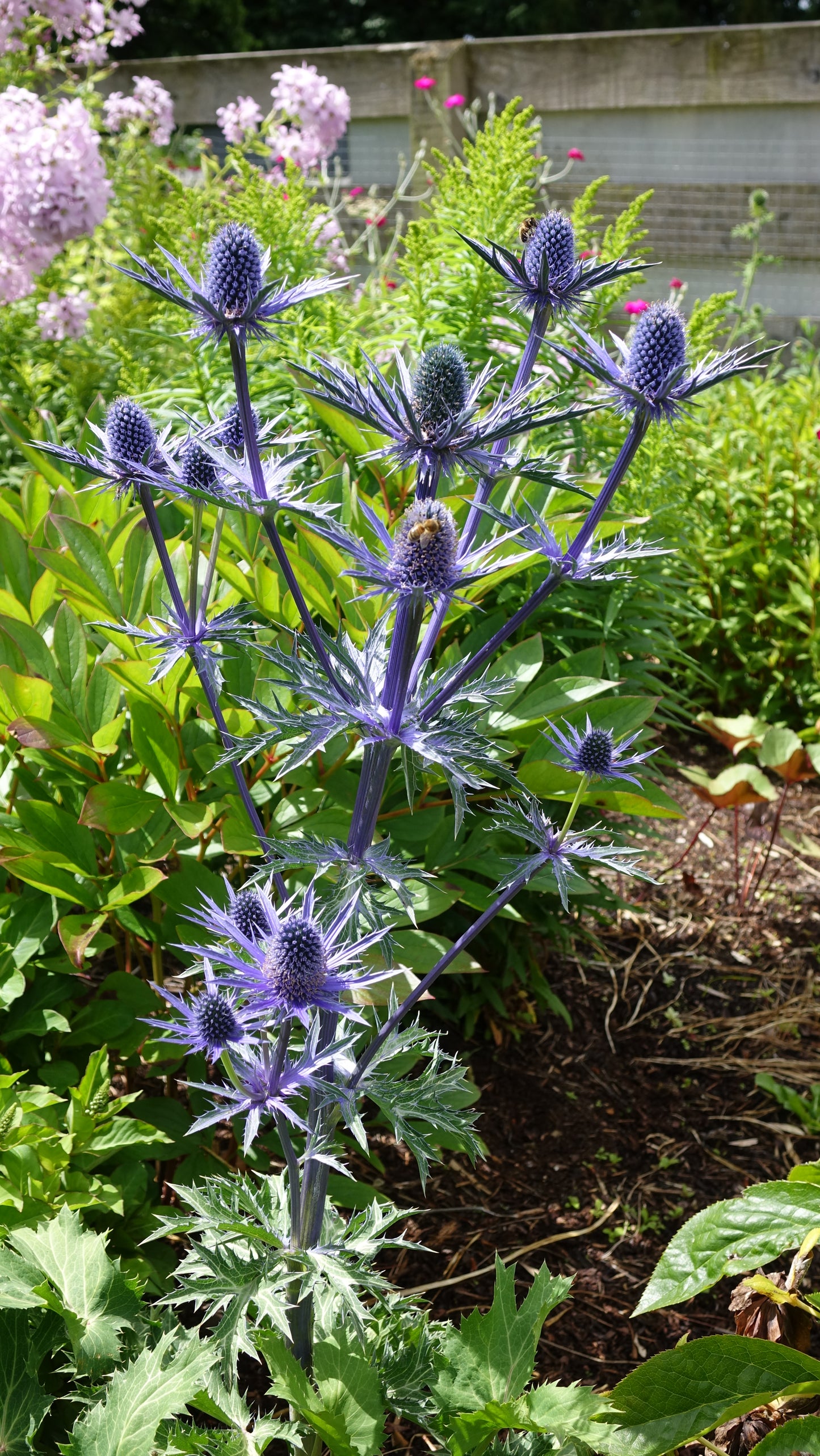 Eryngium ‘Big Blue’
