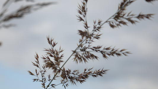 Calamagrostis x acu. 'Overdam'