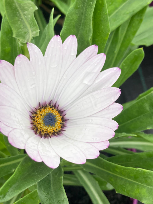 Osteospermum 'Lady Leitrim'