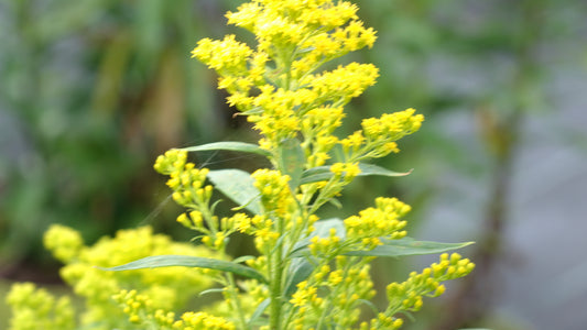 Solidago can. 'Goldkind'