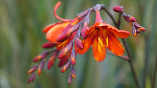 Crocosmia Saracen