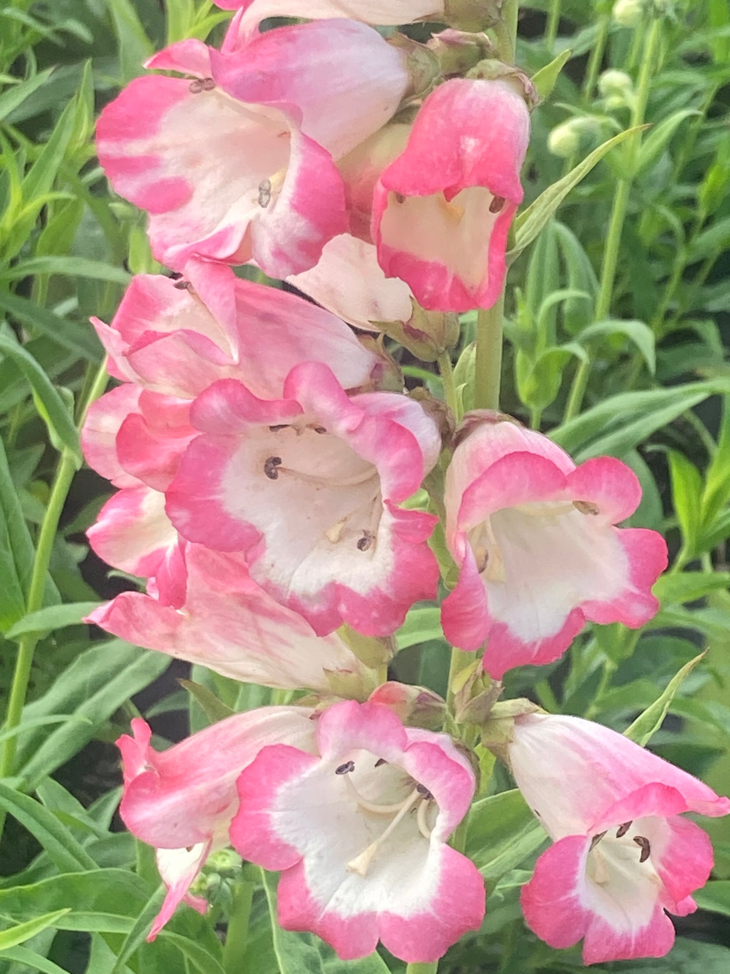 Penstemon 'Osprey'