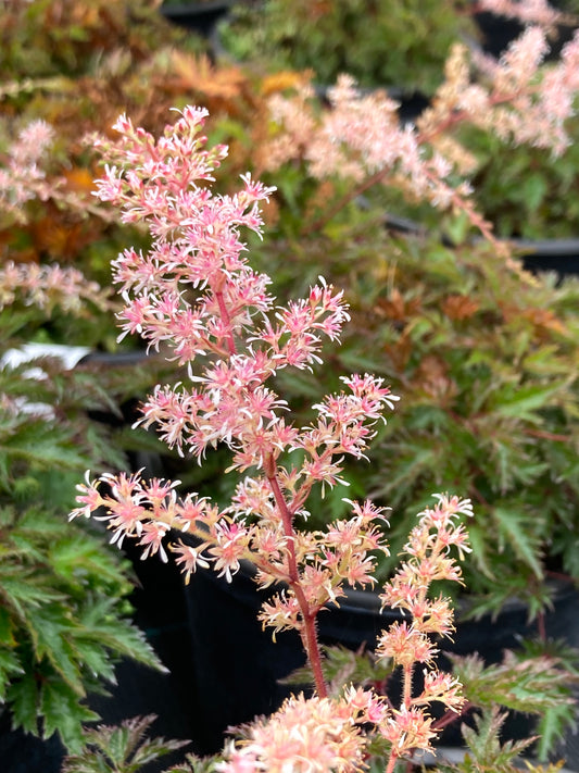 Astilbe ‘Sprite’