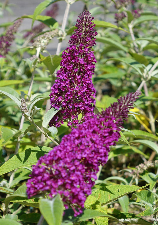 Buddleja Buzz ‘Magenta’