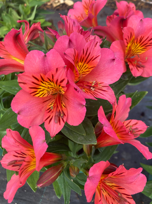 Alstromeria colorita ‘Elaine’