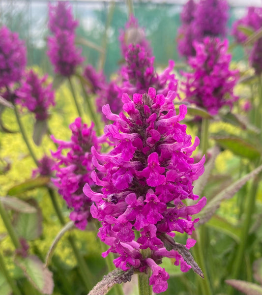 Stachys monieri ‘Hummelo’