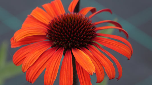 Echinacea 'Devotion'®