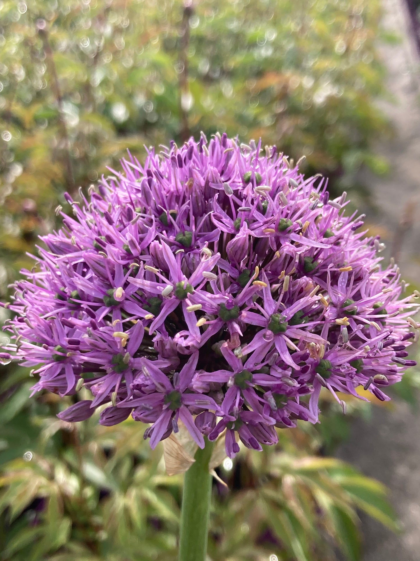 Allium ‘Gladiator’