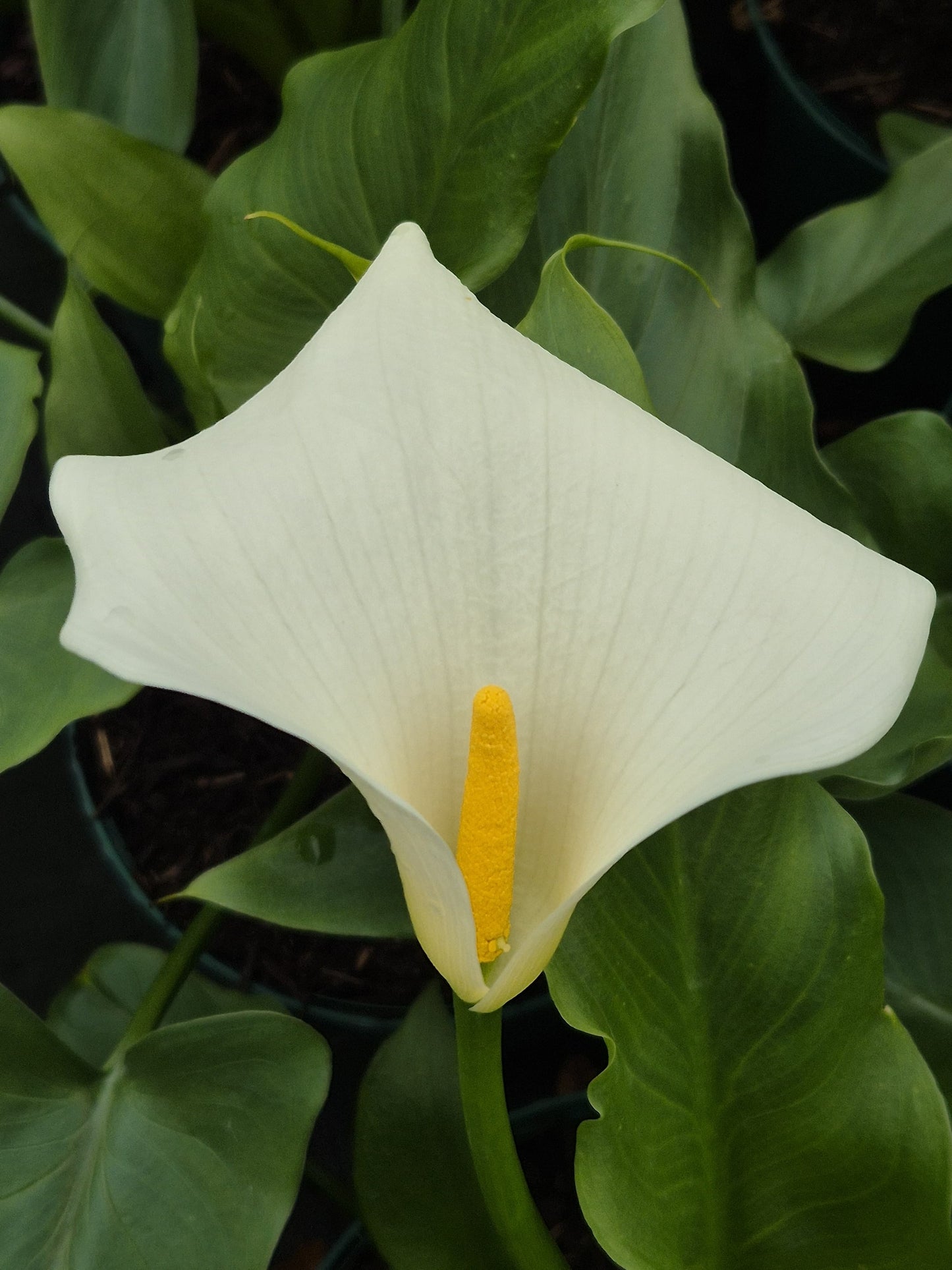 Zantedeschia aet. Snowwhite ®