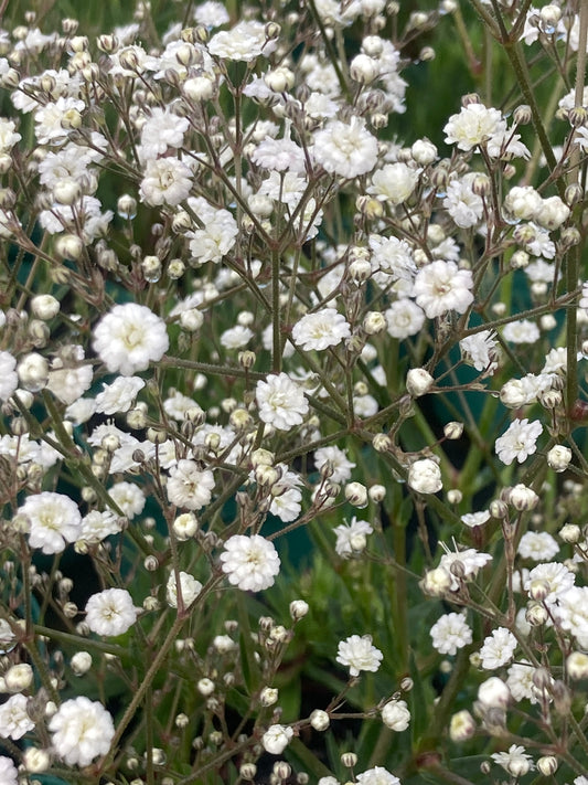 Gypsophila pan. 'White Festival'