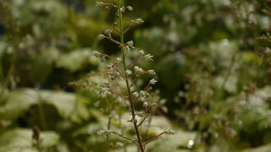 Heucherella 'Alabama Sunrise' ®