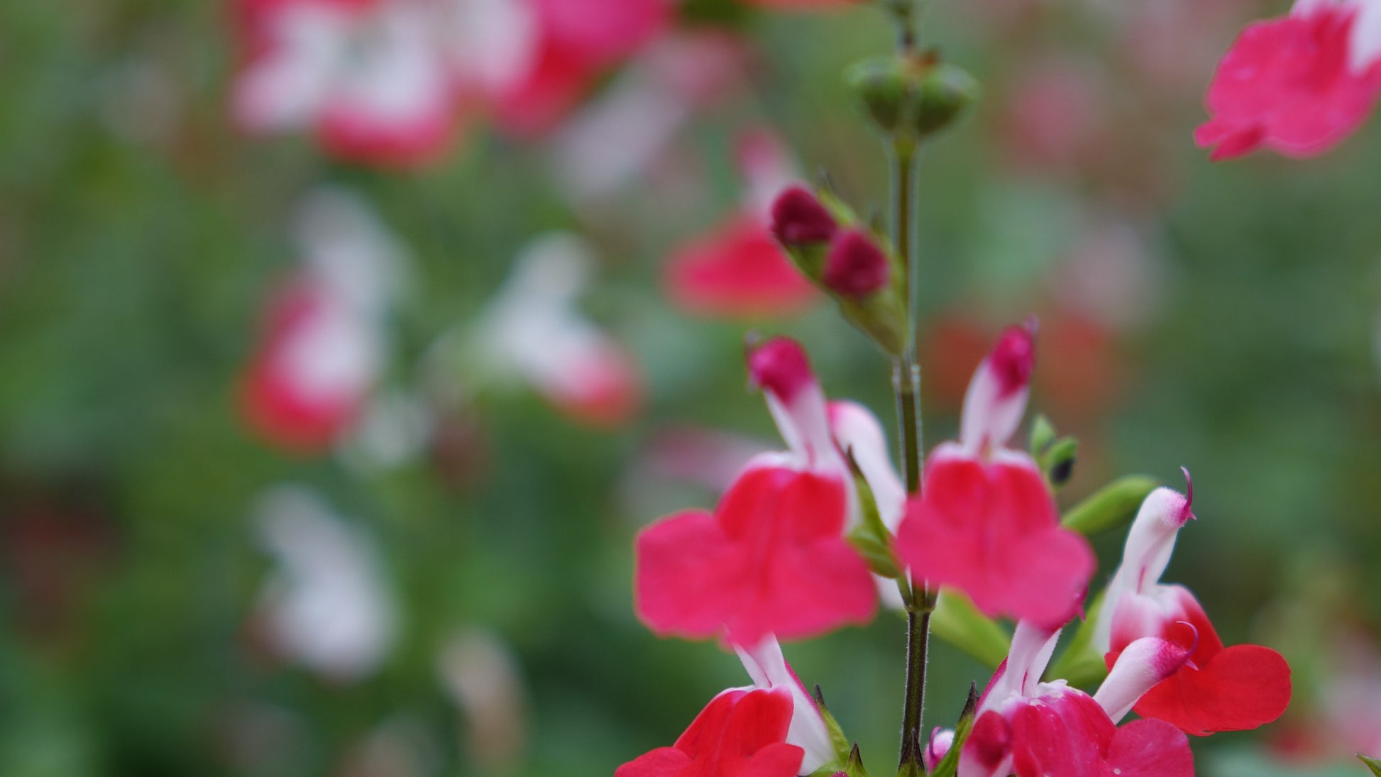 Salvia HotLips Riverlane Nurseries salvia-hotlips-riverlane-nurseries