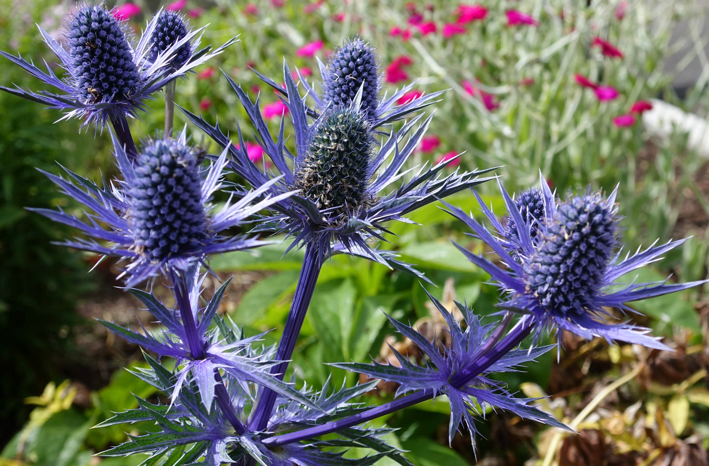 Eryngium ‘Big Blue’