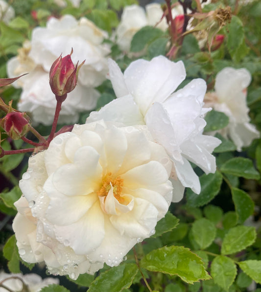 Rosa 'Diamant'
