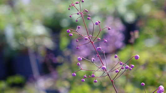 Thalictrum
'Hewitt's
Double’