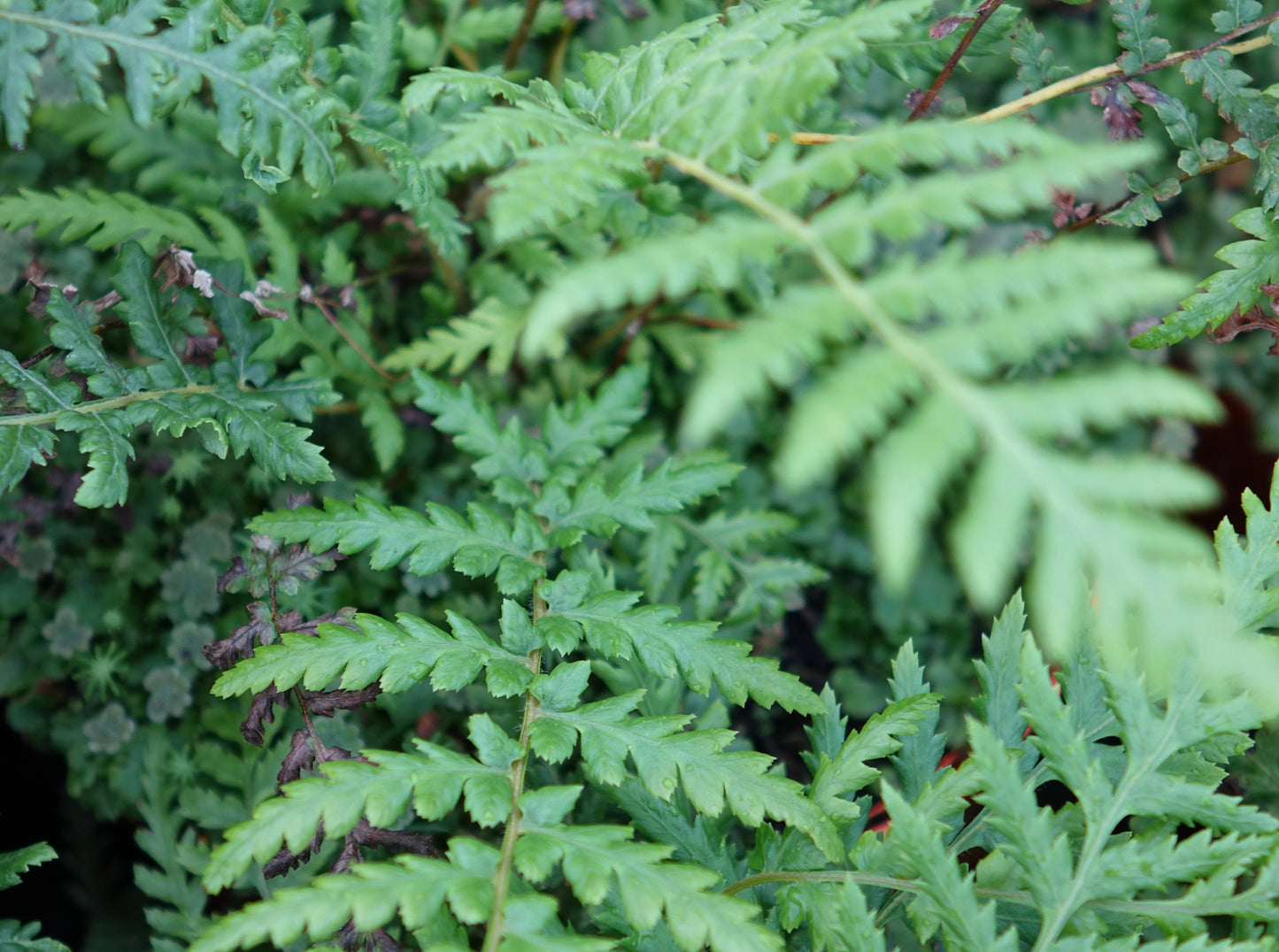 Dicksonia antarctica