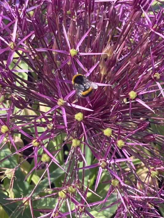 Allium ‘Cristophii’