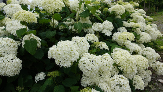 Hydrangea arborescens ‘Annabelle’ 2L