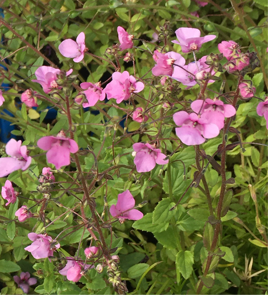 Diascia ‘Lilac Belle’