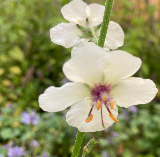 Verbascum ‘White Blush’