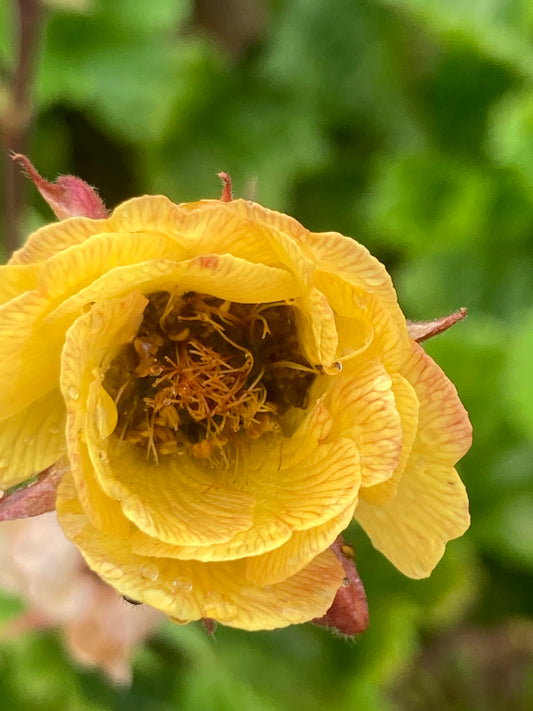 Geum 'Tempo Yellow'®