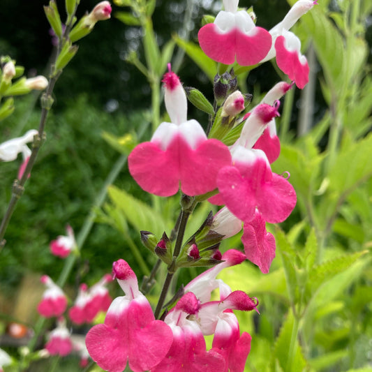 Salvia microphylla ‘Pink Lips’