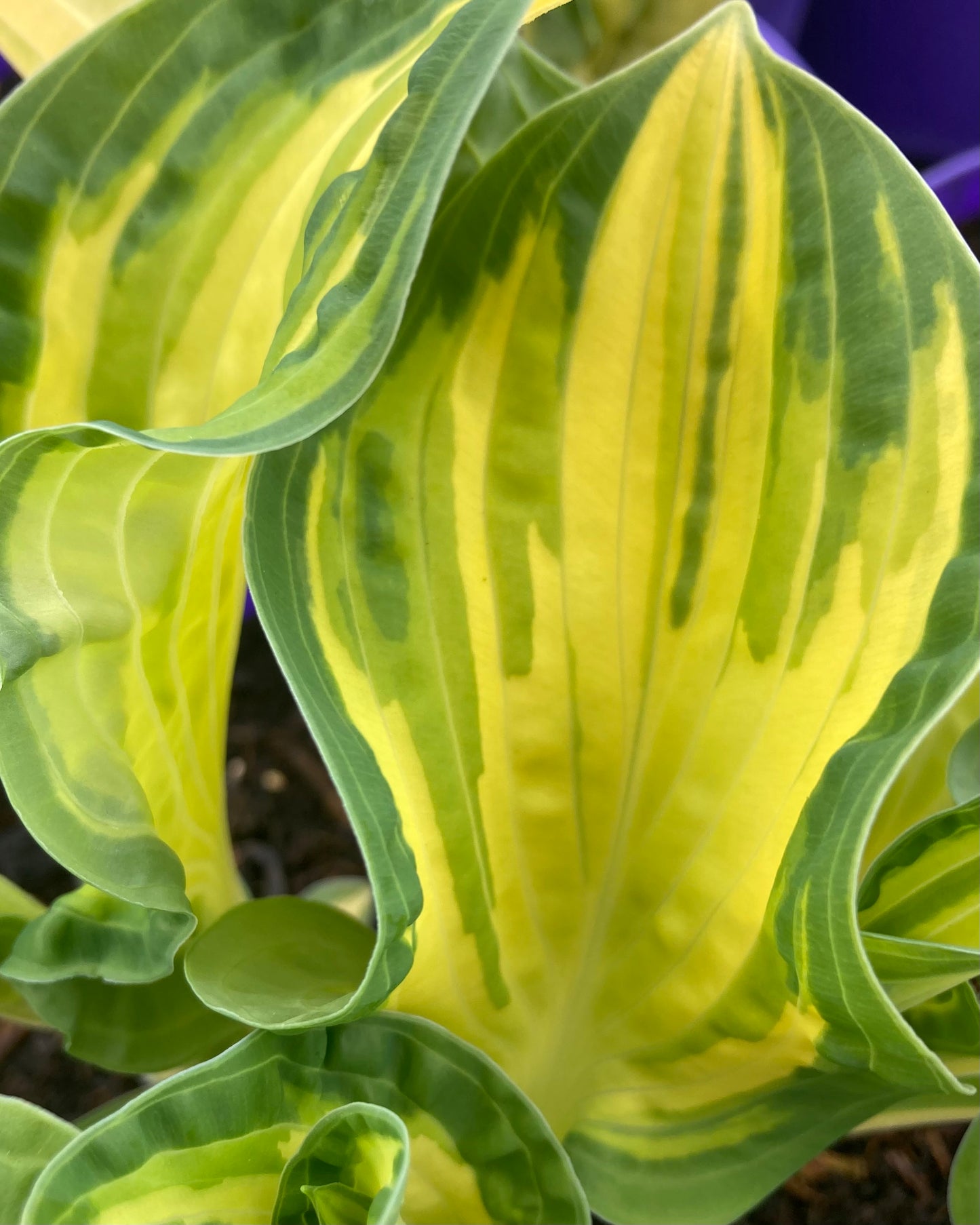 Hosta 'Happy Dayz'
