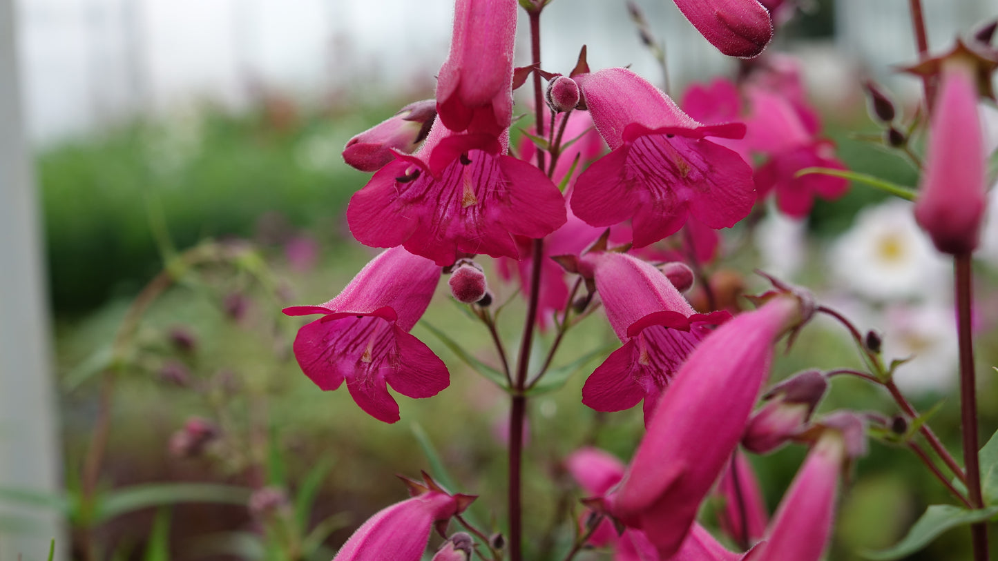 Penstemon 'Garnet'